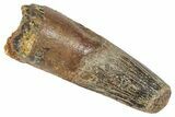 Fossil Spinosaurus Tooth - Feeding Worn Tooth #372906-1